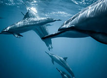 华体会直播运营中心-公牛老板放话：新GM必须认同比尔·多诺万，否则免谈